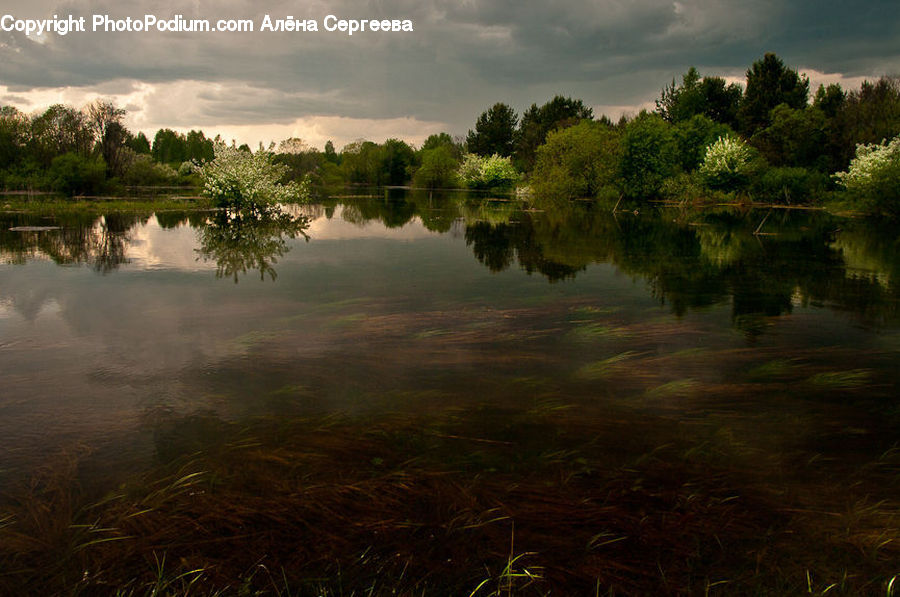 Outdoors, Pond, Water, Lake, Land, Marsh, Swamp