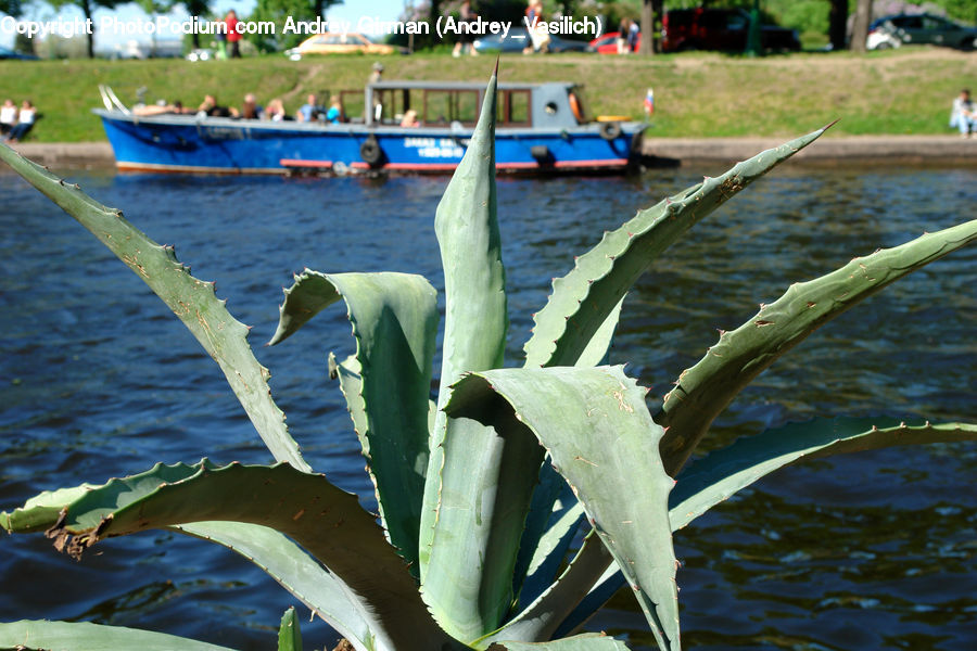 Boat, Watercraft, Aloe, Plant, Canoe, Rowboat, Dock