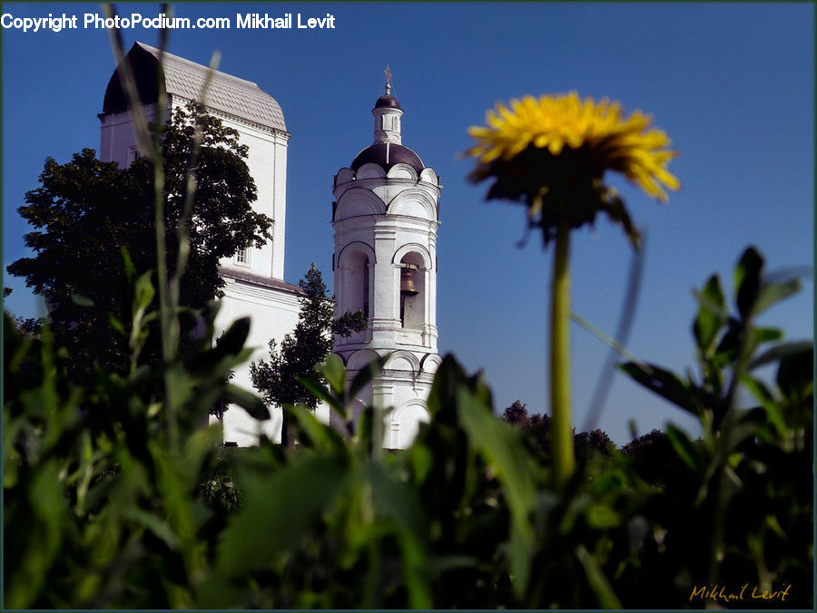 Architecture, Bell Tower, Clock Tower, Tower, Plant, Potted Plant, Church