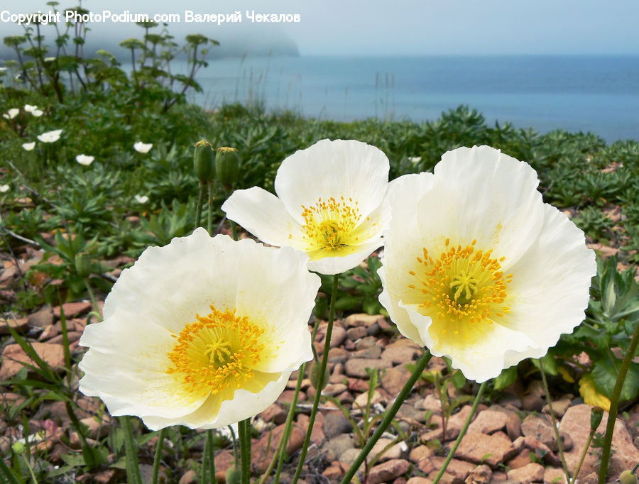 Blossom, Flora, Flower, Plant, Poppy, Peony, Daffodil