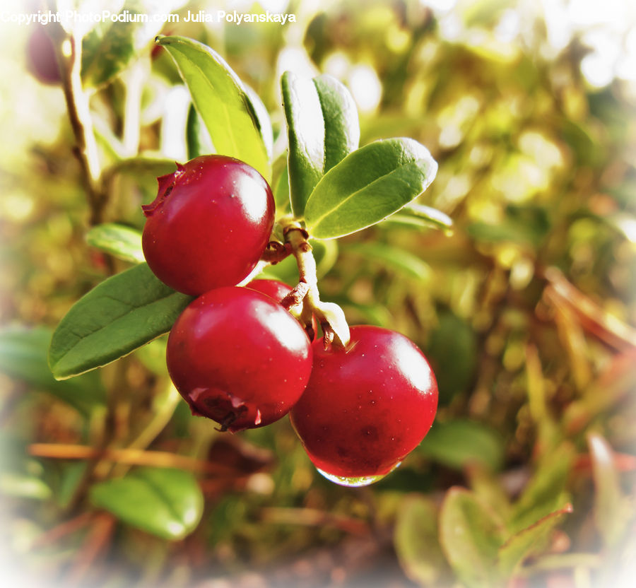 Cherry, Fruit, Grapes, Blossom, Flora, Flower, Plant
