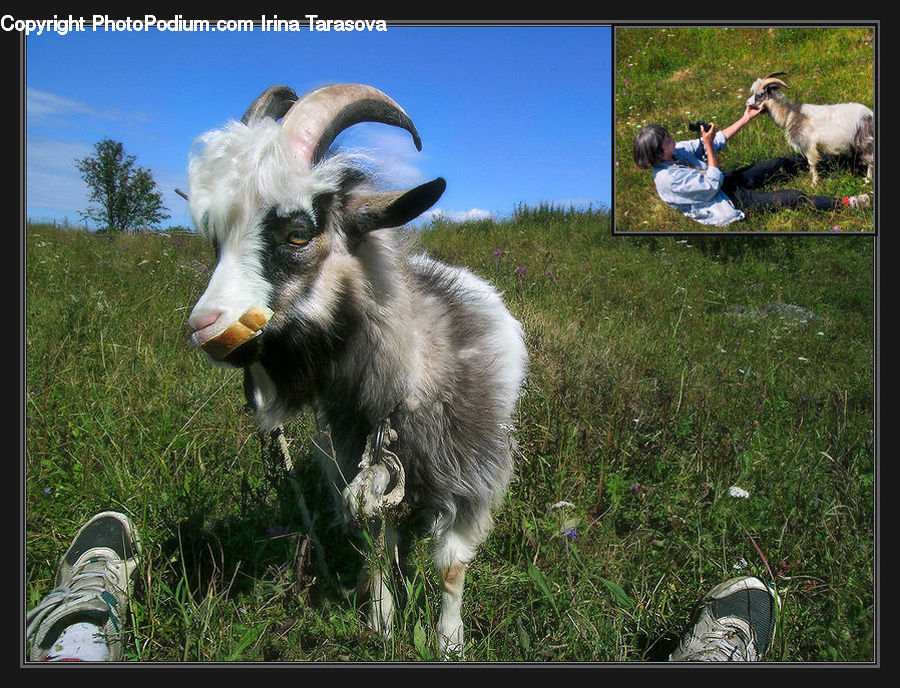 Animal, Goat, Mammal, Mountain Goat, Tiki, Totem, Footwear
