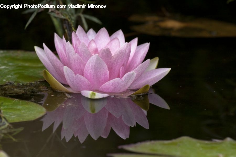 Flower, Lily, Plant, Pond Lily, Blossom, Flora, Dahlia