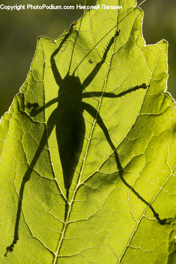 Leaf, Plant, Maple, Maple Leaf, Cricket Insect, Grasshopper, Insect
