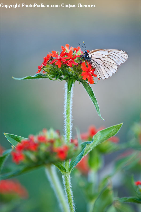 Blossom, Flora, Flower, Geranium, Plant, Asteraceae, Aster