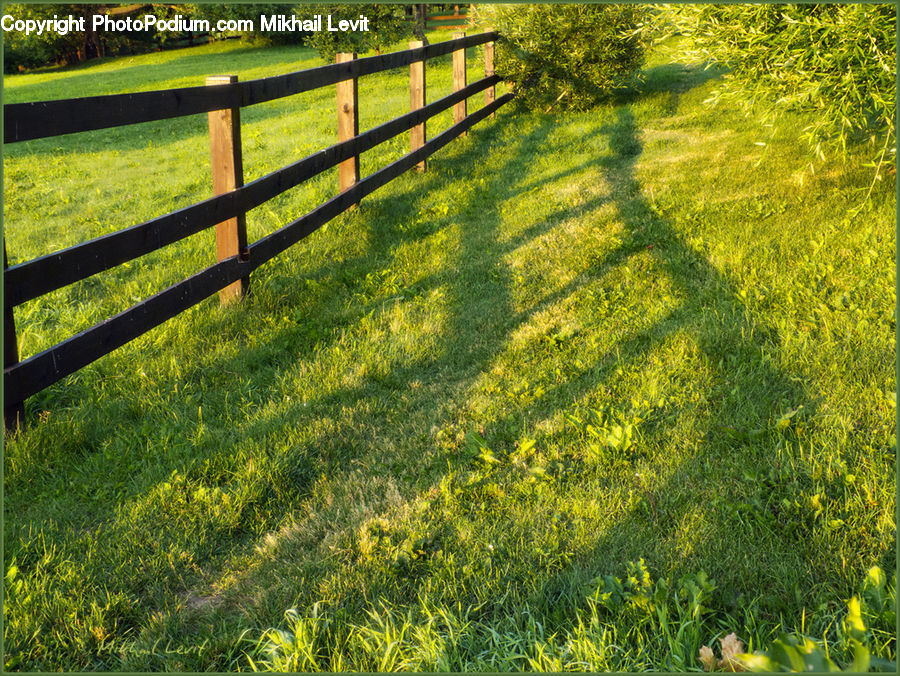 Field, Grass, Grassland, Plant, Land, Outdoors, Blossom