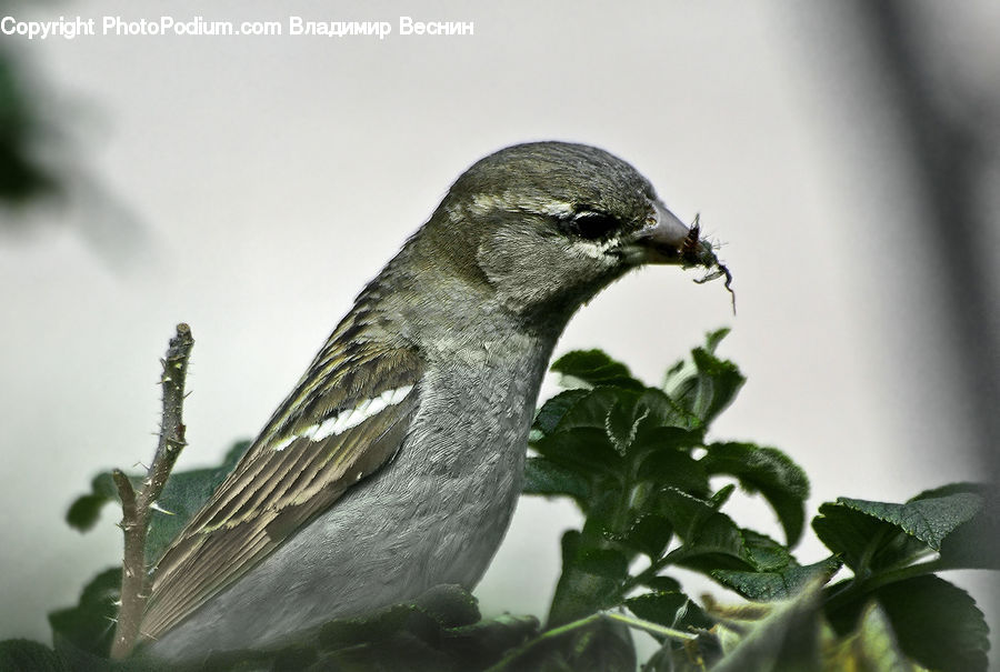 Herbs, Mint, Plant, Ivy, Vine, Bird, Blue Jay