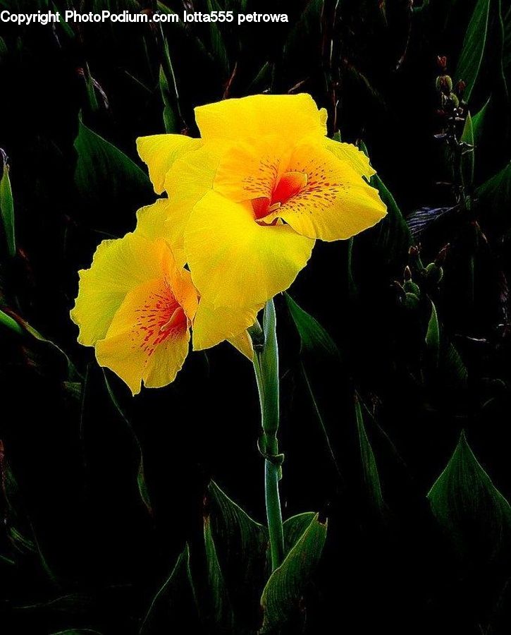 Blossom, Daffodil, Flora, Flower, Plant, Gladiolus, Acanthaceae