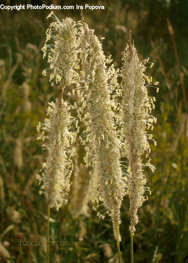 Field, Grass, Grassland, Plant, Blossom, Flora, Flower