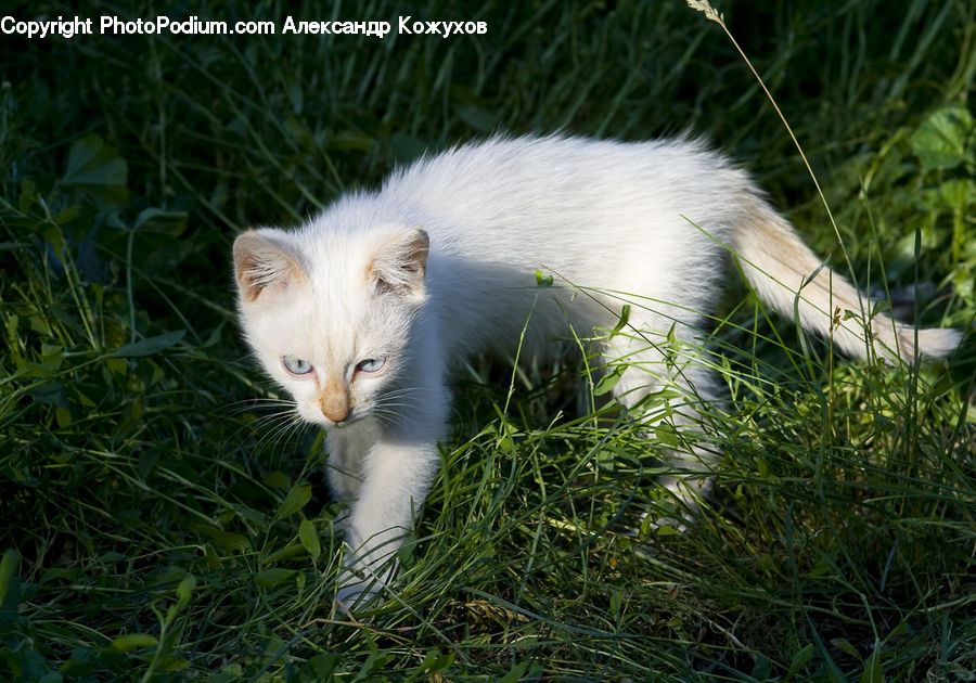 Animal, Cat, Mammal, Manx, Pet, Arctic Fox, Canine