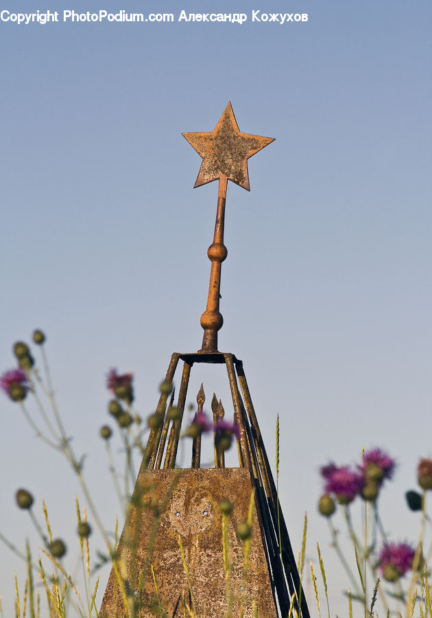 Plant, Potted Plant, Rust, Flora, Flower, Thistle, Weed