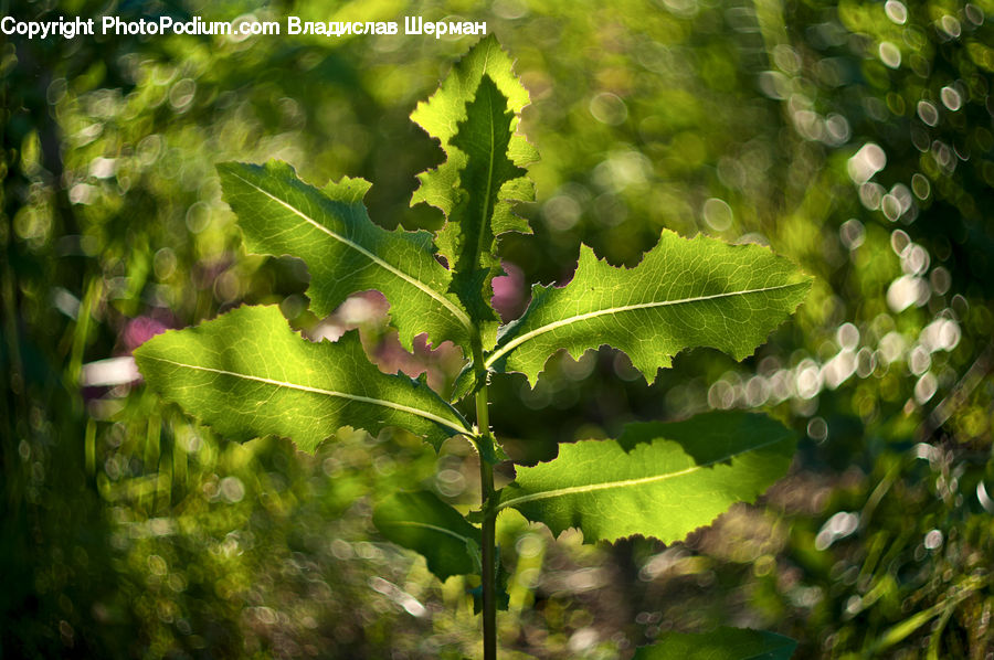 Produce, Vegetable, Algae, Fern, Plant, Blossom, Flora