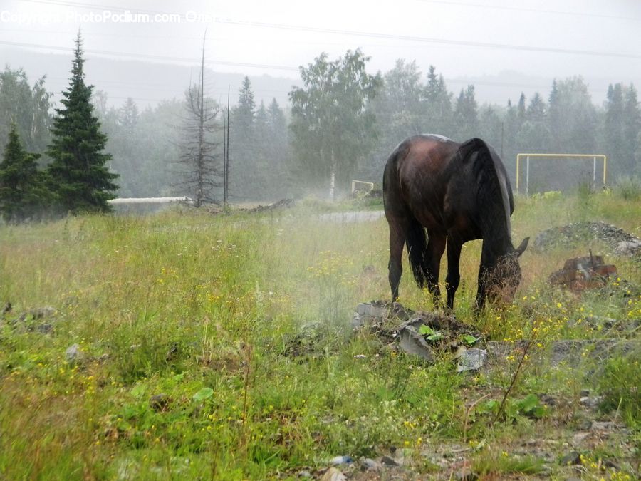 Animal, Horse, Mammal, Field, Grass, Grassland, Land