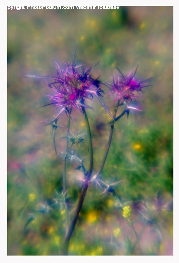 Flora, Flower, Plant, Thistle, Weed, Dandelion, Blossom