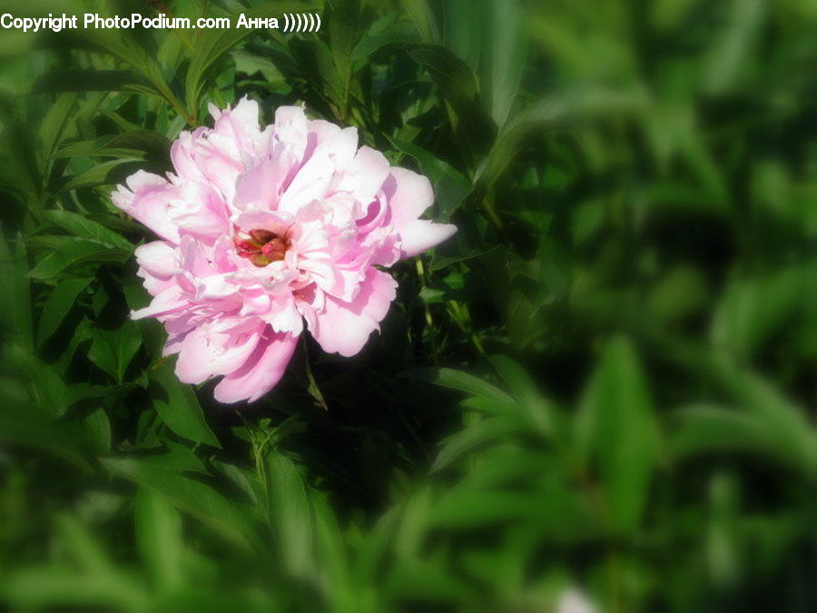 Blossom, Flower, Peony, Plant, Flora, Geranium, Carnation