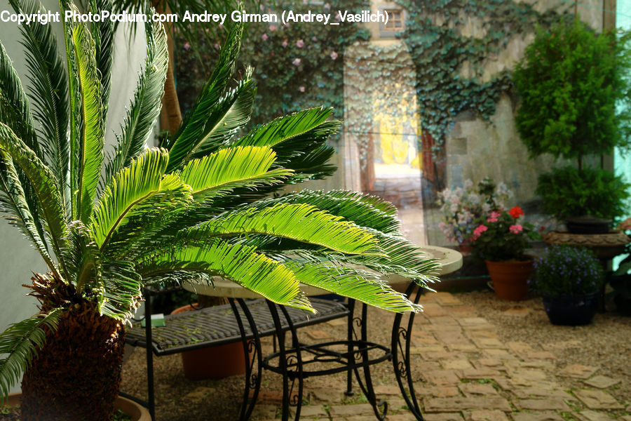 Plant, Potted Plant, Patio, Pot, Pottery, Bench, Chair
