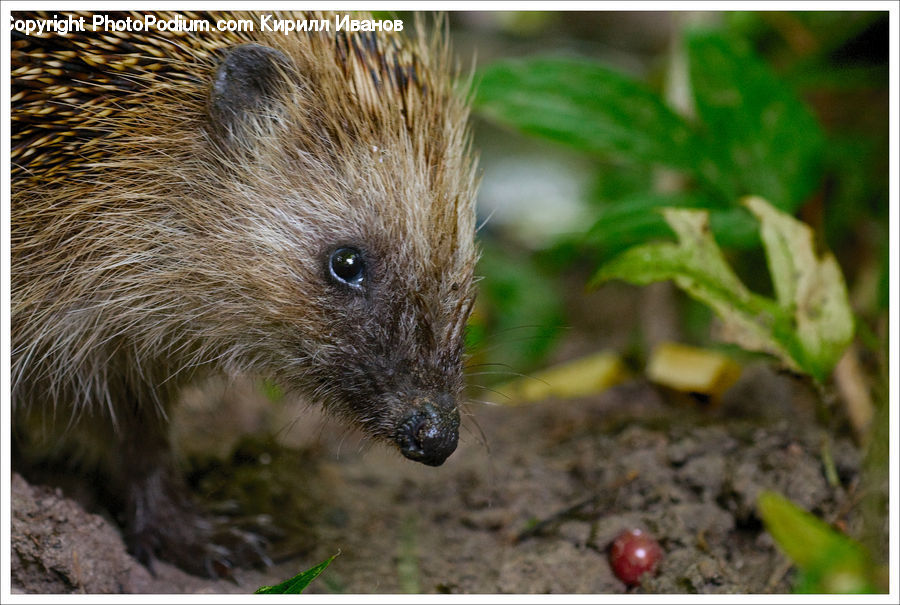 Animal, Hedgehog, Mammal, Porcupine, Rodent
