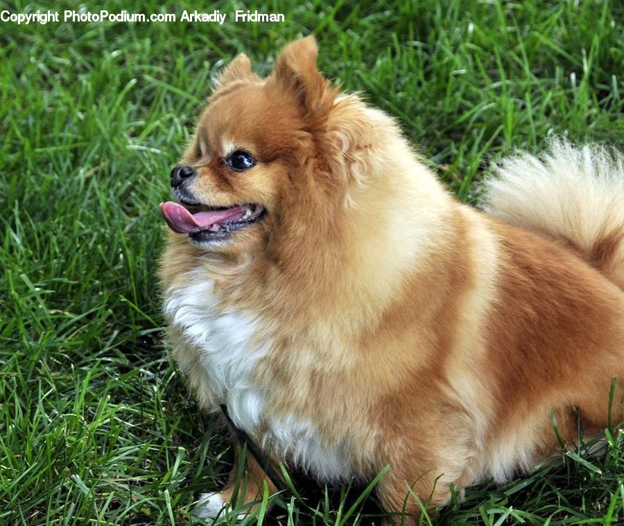 Animal, Canine, Dog, Mammal, Papillon, Pet, Spaniel