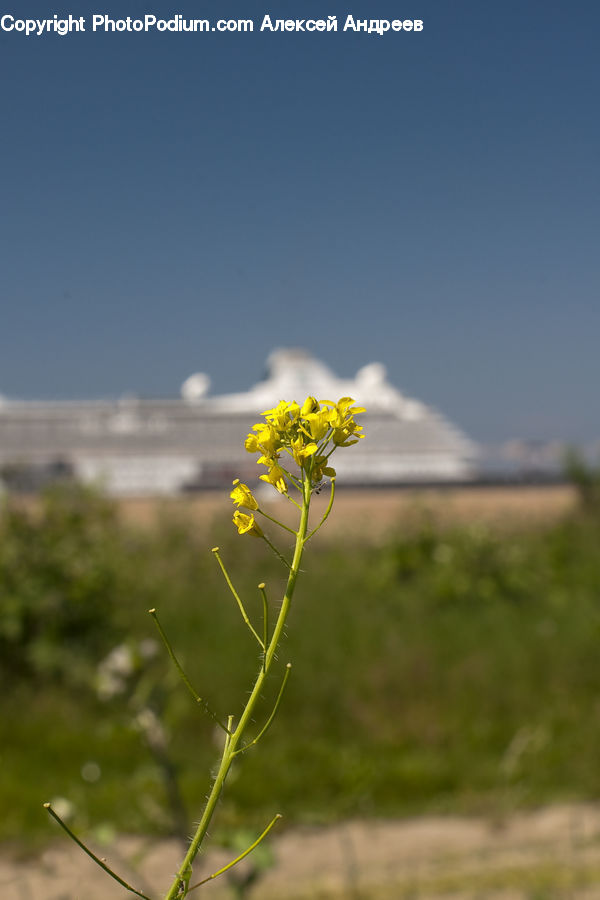 Asteraceae, Blossom, Flora, Flower, Plant, Weed, Dill