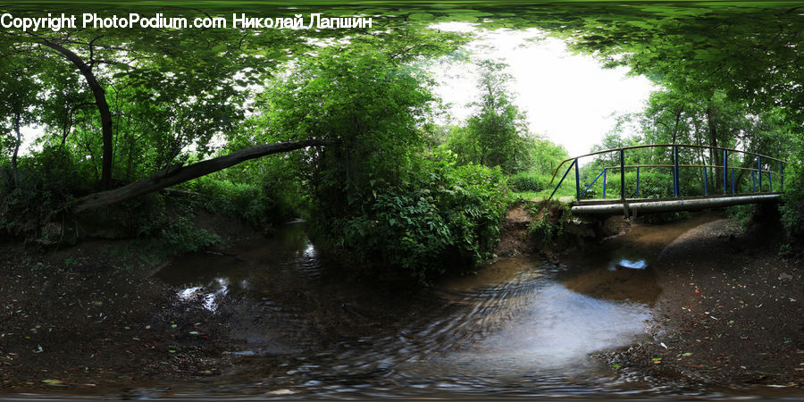 Forest, Jungle, Rainforest, Vegetation, Canal, Outdoors, River