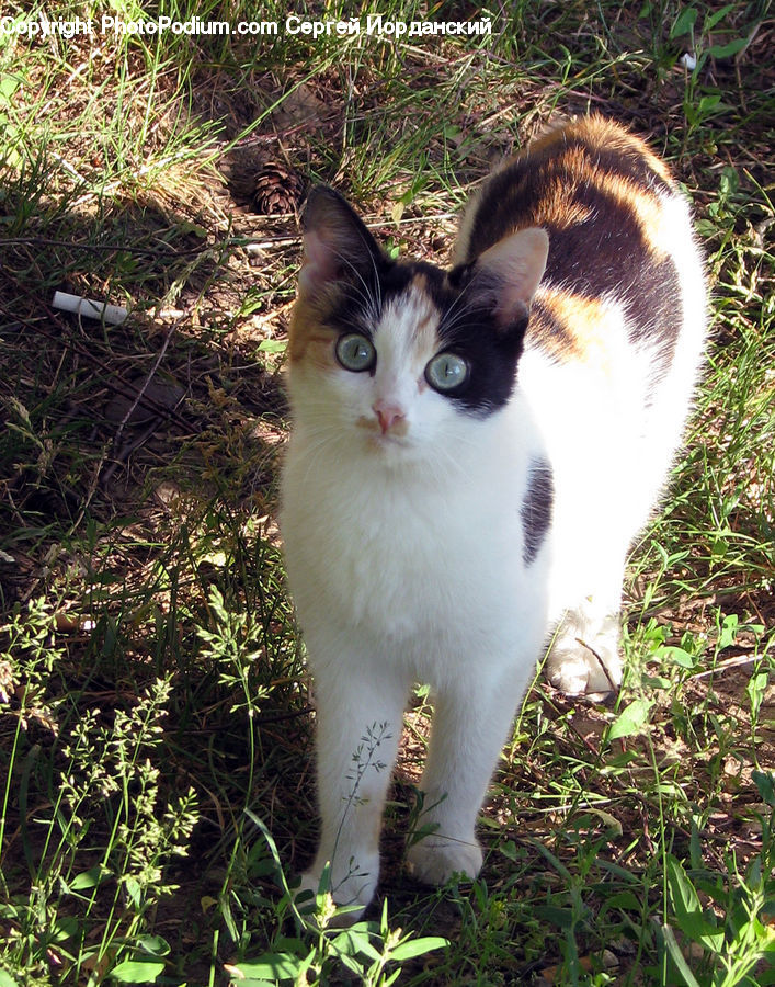 Animal, Cat, Mammal, Manx, Pet, Siamese, Plant