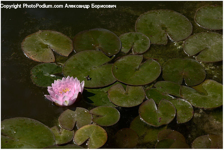 Flower, Lily, Plant, Pond Lily, Cactus, Blossom, Flora