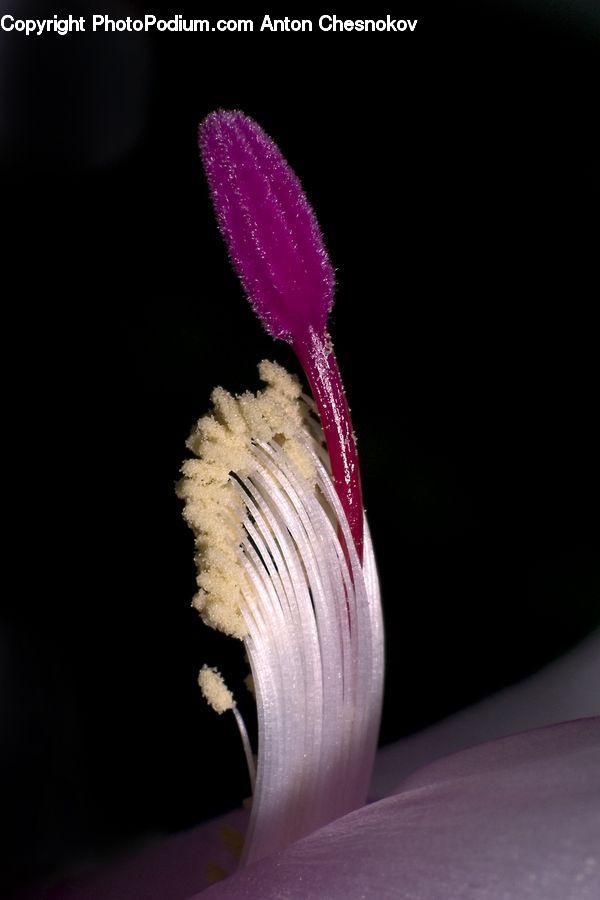 Blossom, Flora, Flower, Petal, Plant, Anther, Anthurium
