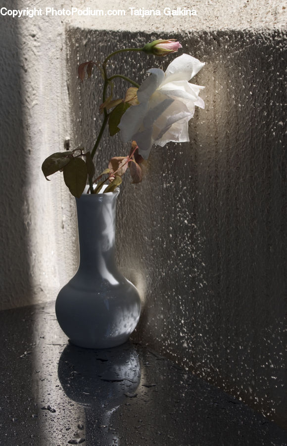 Plant, Potted Plant, Blossom, Flora, Flower, Petal, Rose