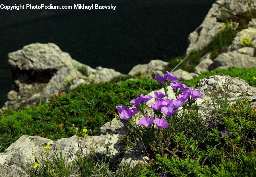 Blossom, Crocus, Flora, Flower, Plant, Apiaceae, Geranium