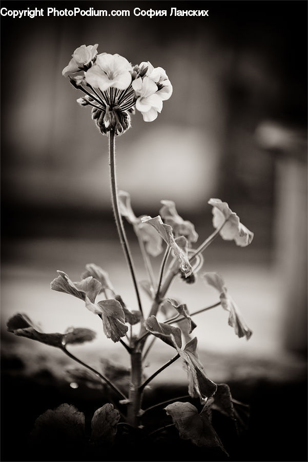 Blossom, Flora, Flower, Geranium, Plant, Bud, Potted Plant