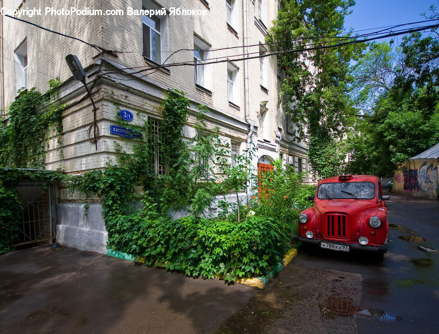 Ivy, Plant, Vine, Automobile, Car, Vehicle, Van