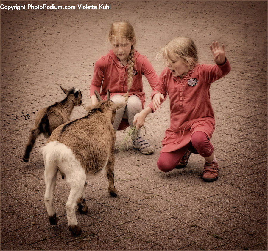 People, Person, Human, Alpaca, Animal, Llama, Mammal
