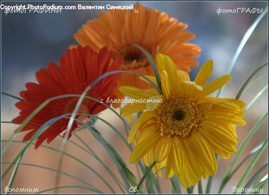 Daisies, Daisy, Flower, Plant, Bowl, Flower Arrangement, Ikebana