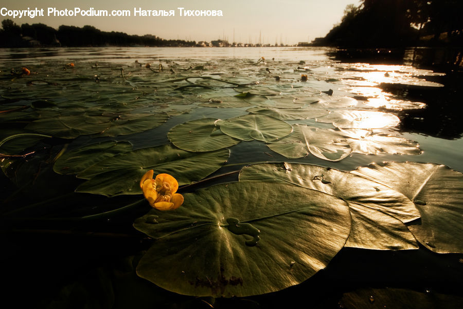 Flower, Lily, Plant, Pond Lily, Teddy Bear, Toy, Outdoors
