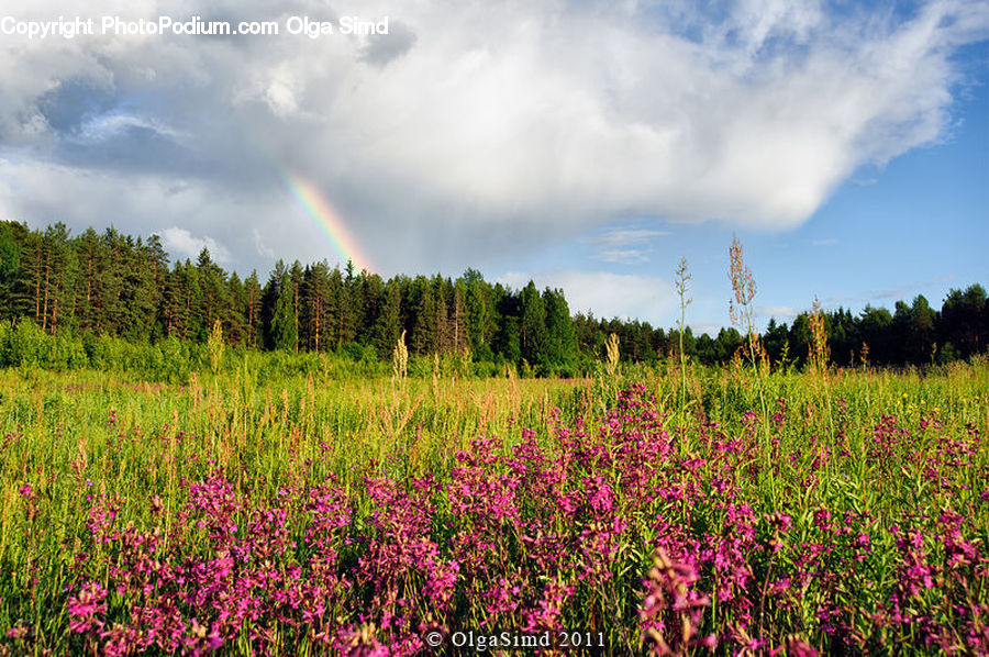 Field, Grass, Grassland, Plant, Flora, Flower, Gladiolus