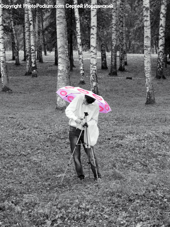 People, Person, Human, Umbrella, Forest, Vegetation, Fir