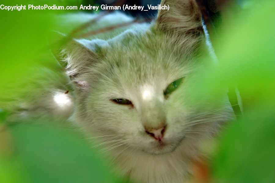 Animal, Cat, Kitten, Mammal, Pet, Manx, Siamese