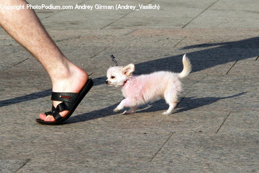 Leash, Strap, Animal, Canine, Chihuahua, Dog, Mammal