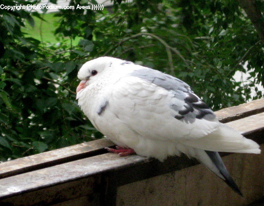 Bird, Dove, Pigeon