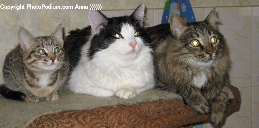 Animal, Cat, Kitten, Mammal, Pet, Manx, Abyssinian