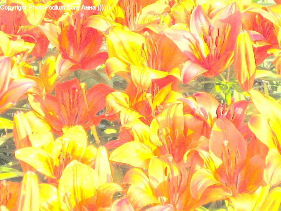 Art, Blossom, Flora, Flower, Petal, Plant, Crocus