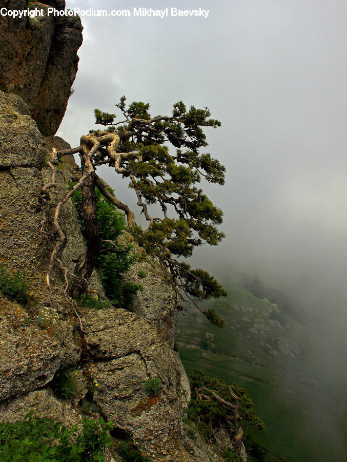 Cliff, Outdoors, Rock, Conifer, Fir, Plant, Tree