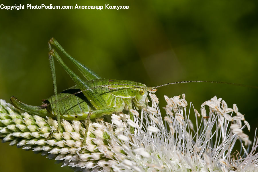 Cricket Insect, Grasshopper, Insect, Invertebrate