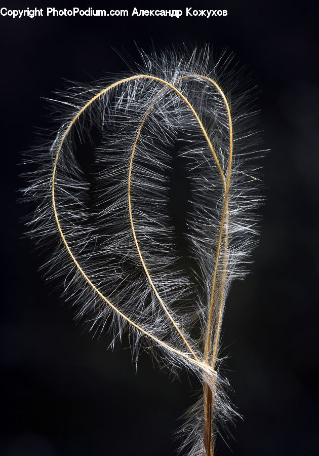 Grain, Seed, Fireworks, Night, Blossom, Flora, Flower