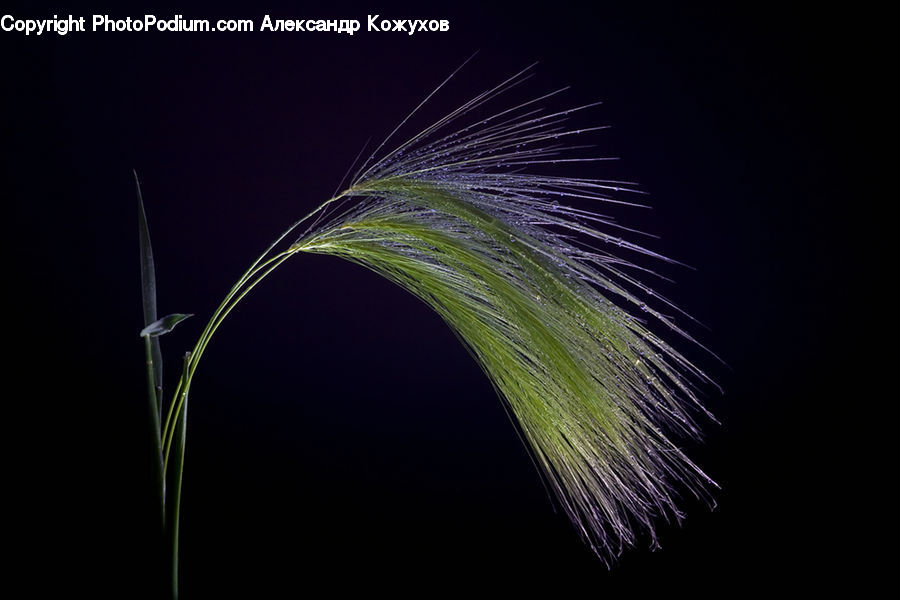 Fireworks, Night, Field, Grass, Grassland, Plant, Blossom