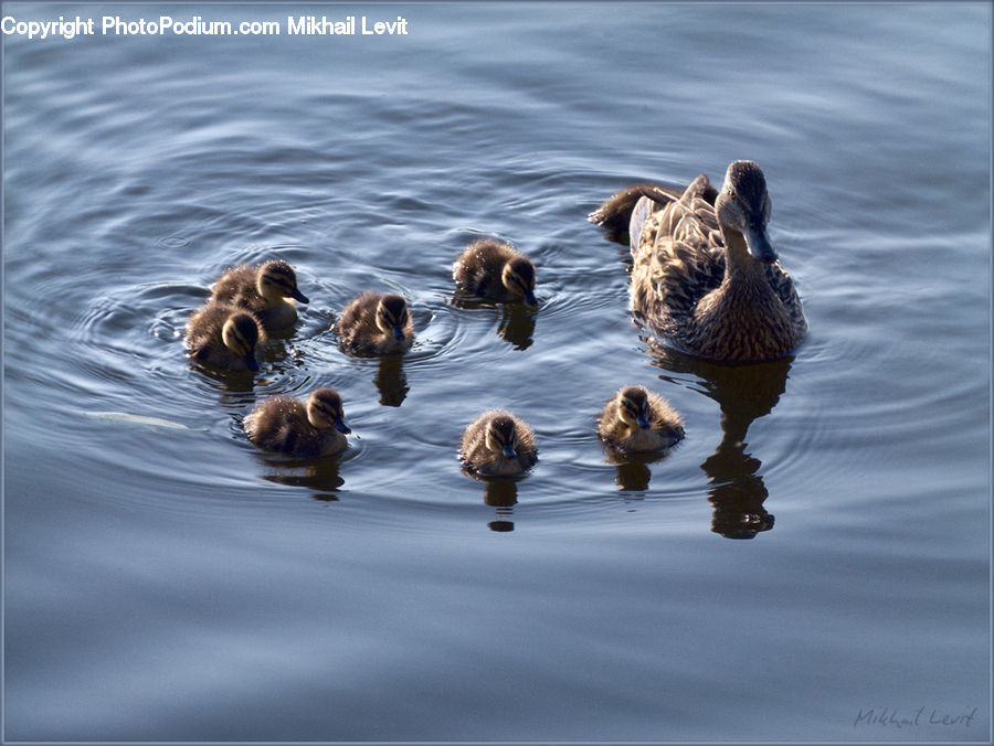 Bird, Duck, Teal, Waterfowl, Goose, Outdoors, Ripple