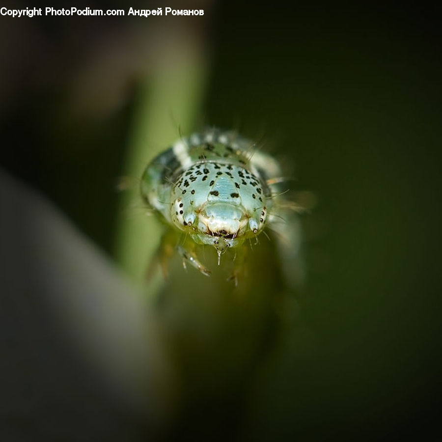 Arachnid, Garden Spider, Insect, Invertebrate, Spider
