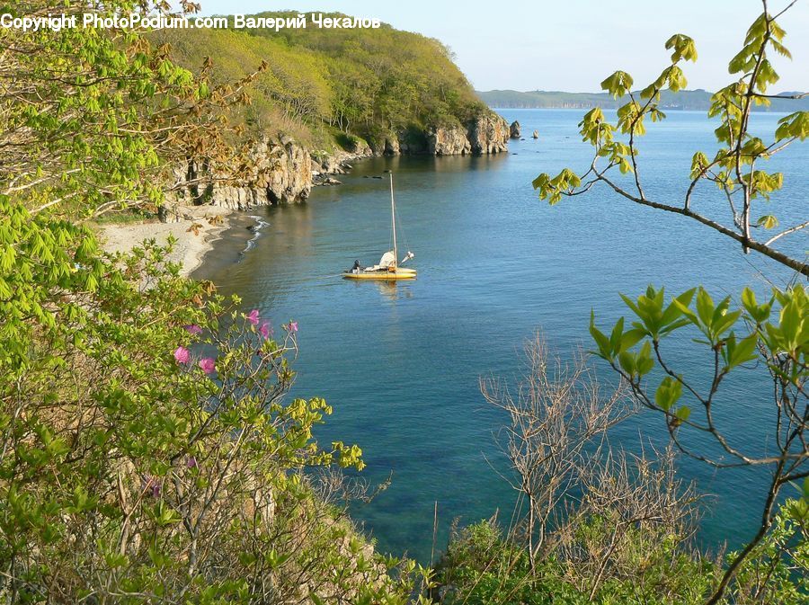 Plant, Potted Plant, Coast, Cove, Outdoors, Sea, Water
