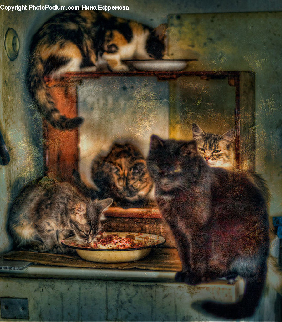 Eating, Animal, Cat, Mammal, Pet, Tiger, Manx