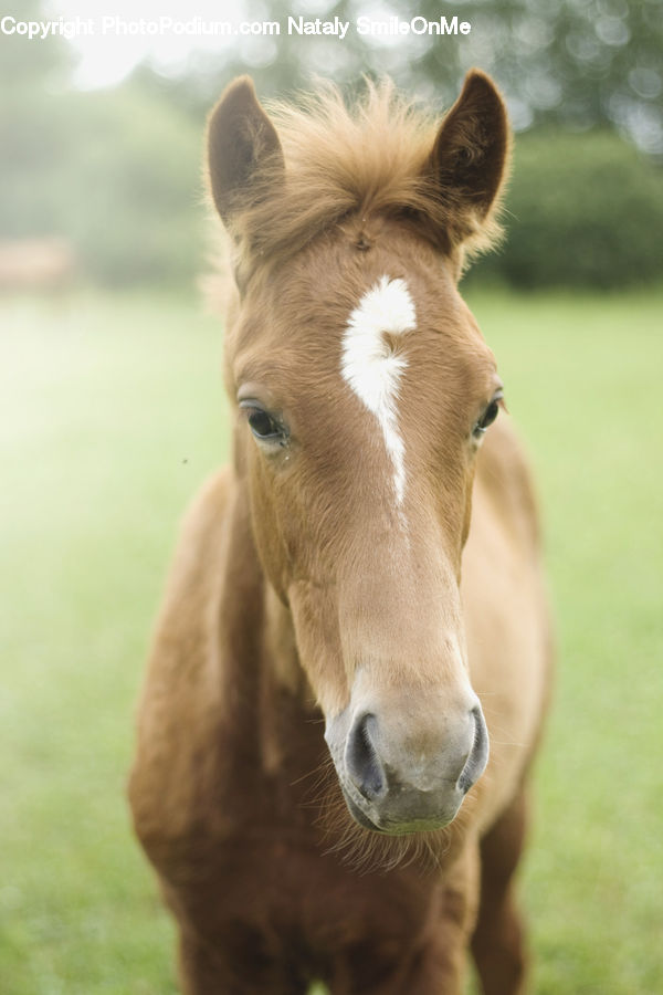 Animal, Colt Horse, Foal, Horse, Mammal